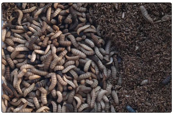 潔匠凈化·的凈工業除臭劑_黑水虻養殖實地設計除臭方案，工業除臭劑解決惡臭難題！