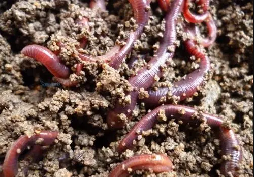 的凈工業除臭劑高效治理蚯蚓養殖惡臭異味大、牛糞味濃 .png 的凈工業除臭劑高效治理蚯蚓養殖惡臭異味大、牛糞味濃 .png