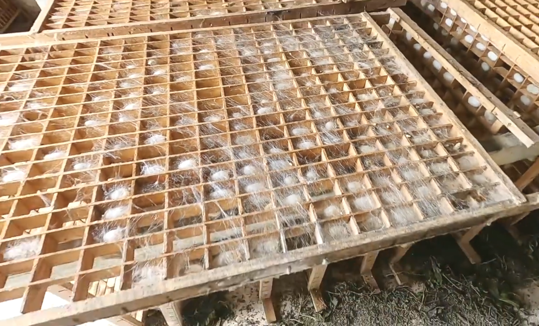 繅絲廠“蠶繭烘干惡臭味”,Dejing的凈?除臭創造清新廠房!.png 繅絲廠“蠶繭烘干惡臭味”,Dejing的凈?除臭創造清新廠房!.png