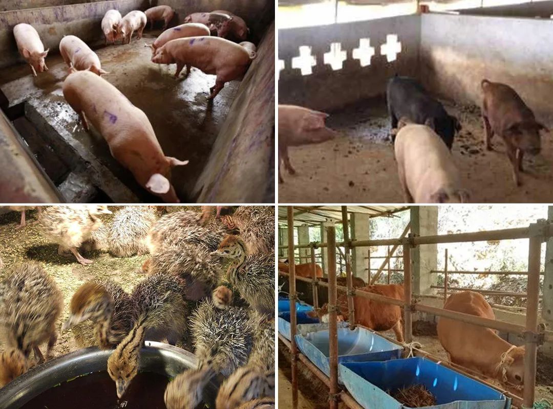 潔匠凈化·的凈工業除臭劑_夏天高溫，從今年3月底開始，陸續有養豬場、養雞場、牛圈、羊圈等負責人反映異味太大，畜禽胃口變差，而且讓工人難受，急需除臭劑處理。幾個月過去了，根據客戶們的使用反饋，小匠整理文章，希望我們的產品和方案能幫助到更多企業！